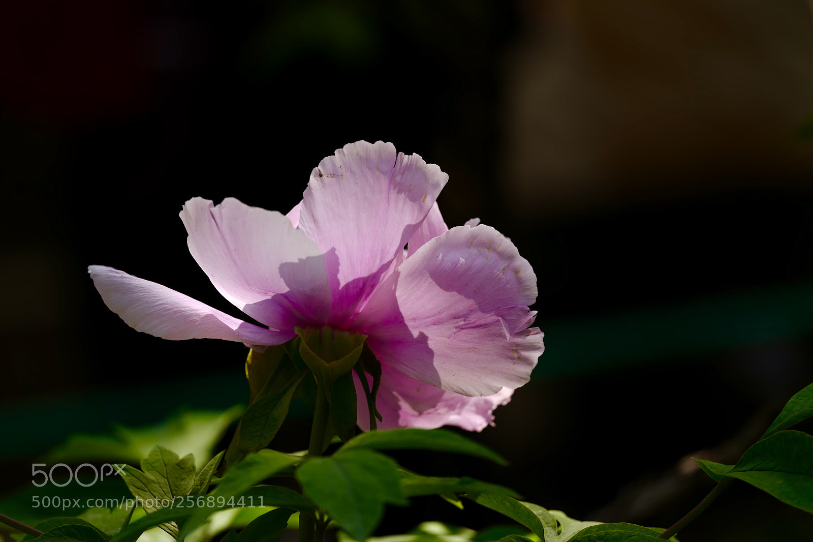 Leica SL (Typ 601) sample photo. Untitled photography