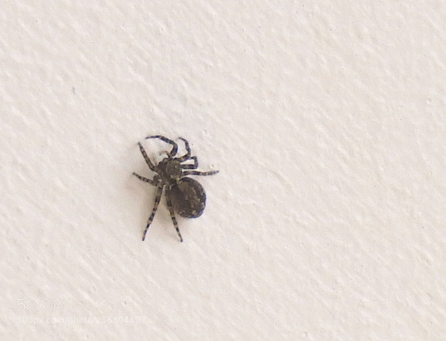 Nikon Coolpix B700 sample photo. Steatoda grossa spider photography
