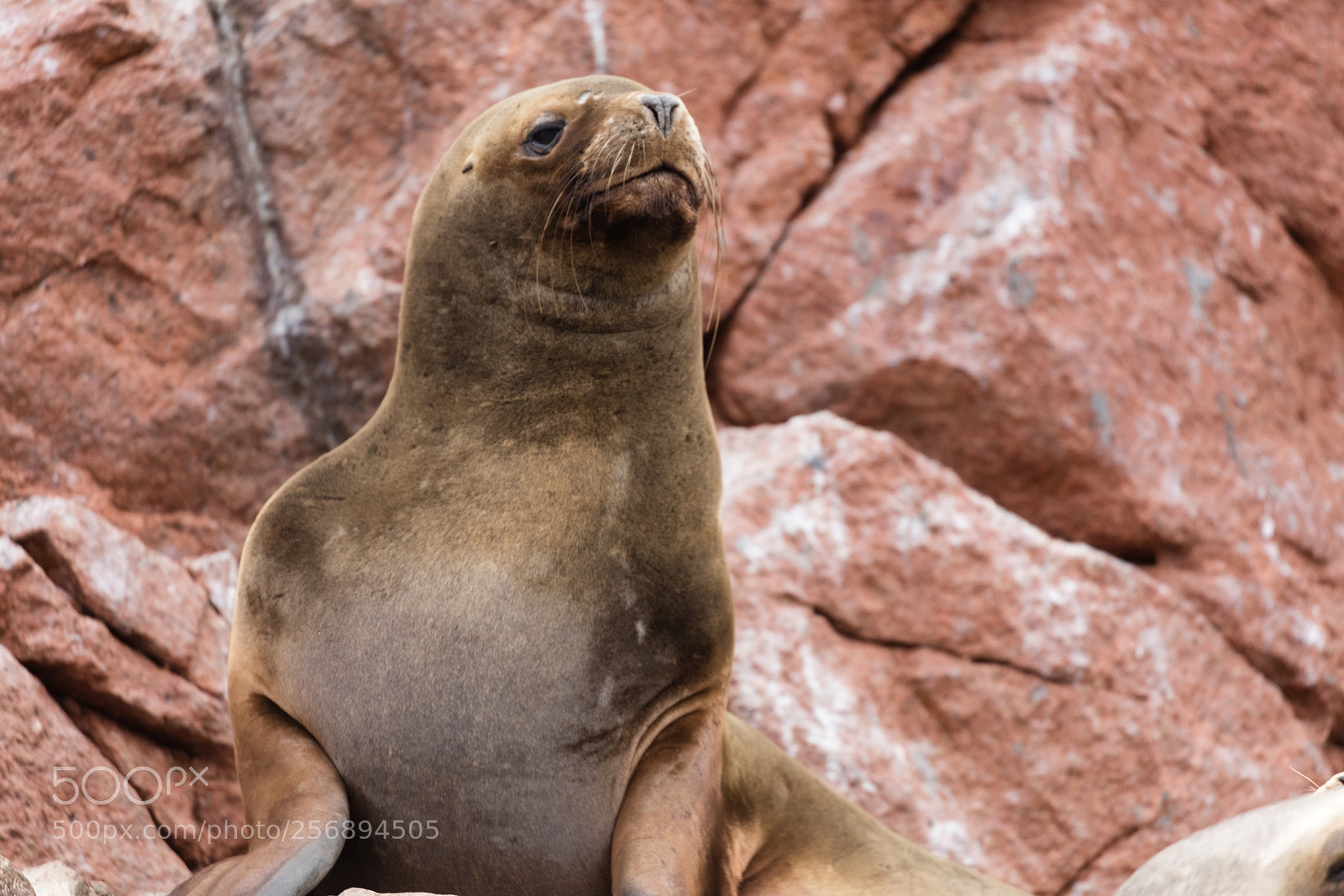 Canon EOS 5DS R sample photo. Ballestas islands, perù photography