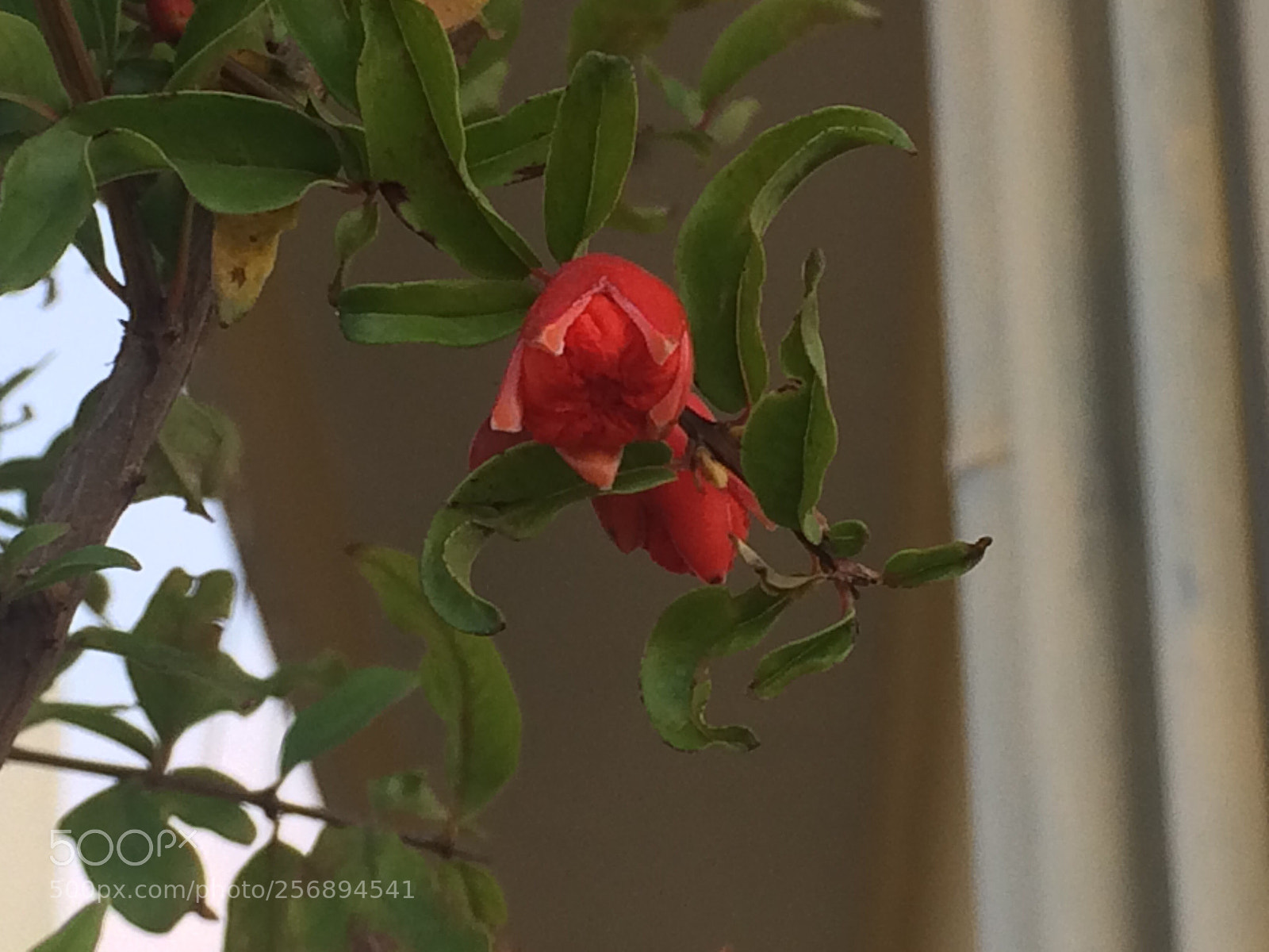 Apple iPhone 5s sample photo. Untitled photography