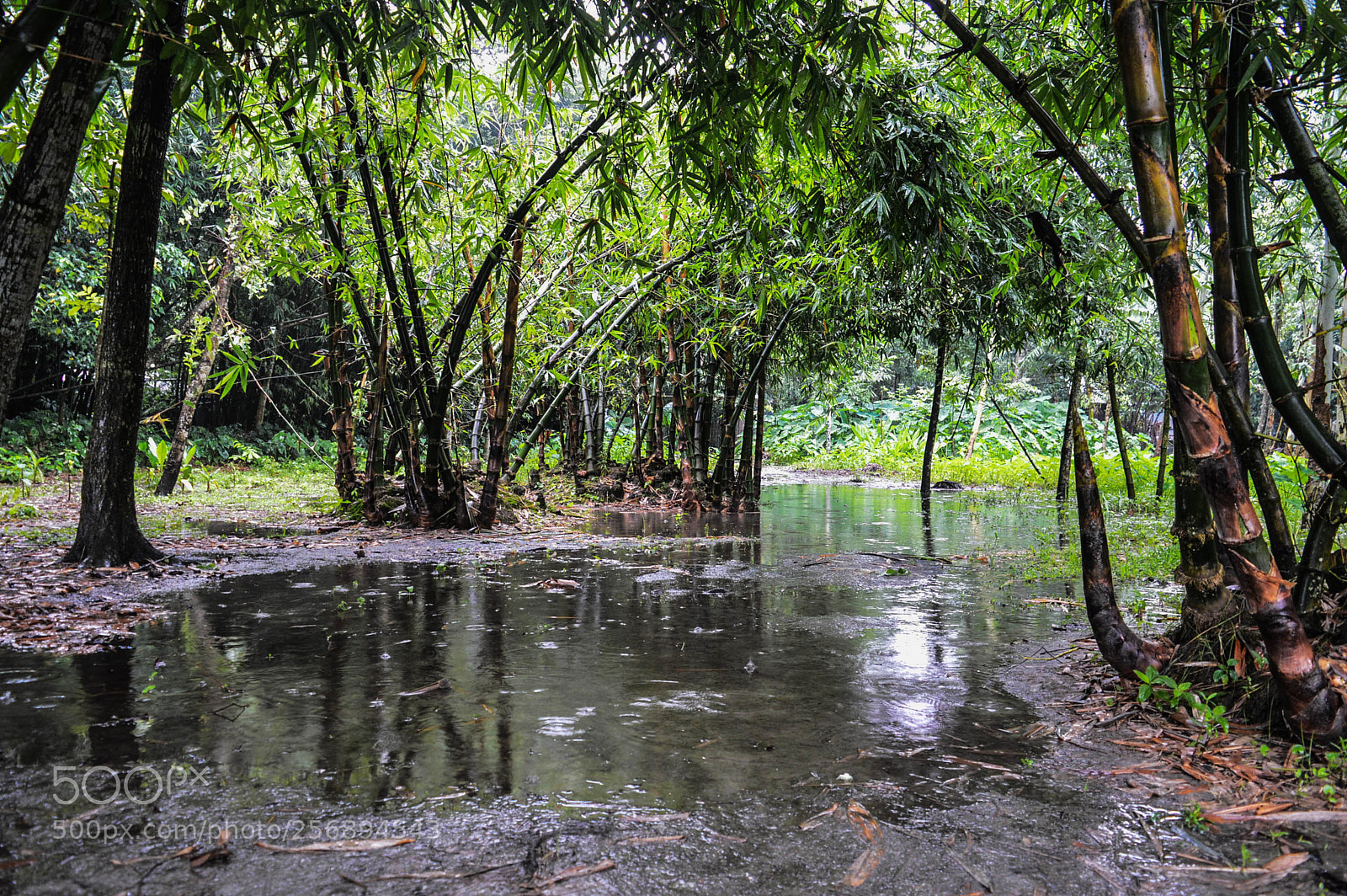 Nikon D3200 sample photo. Wet & fresh! photography