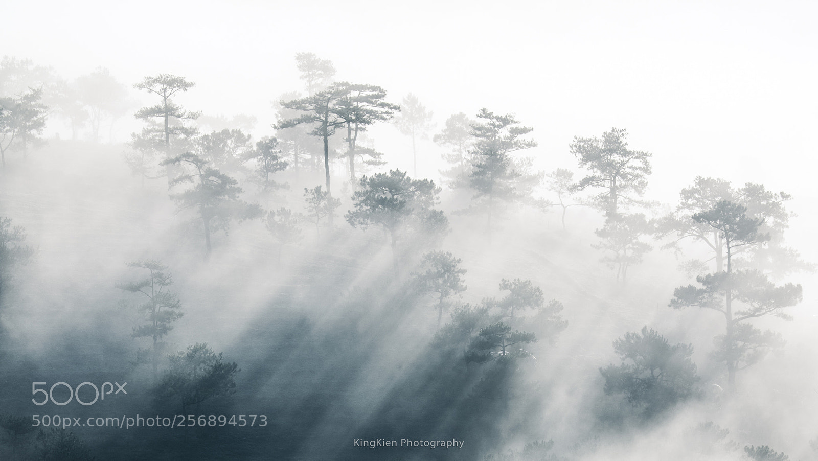 Sony a7R II sample photo. Pine trees in fog photography