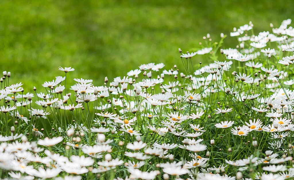 Nikon D300S sample photo. Fresh spring  photography