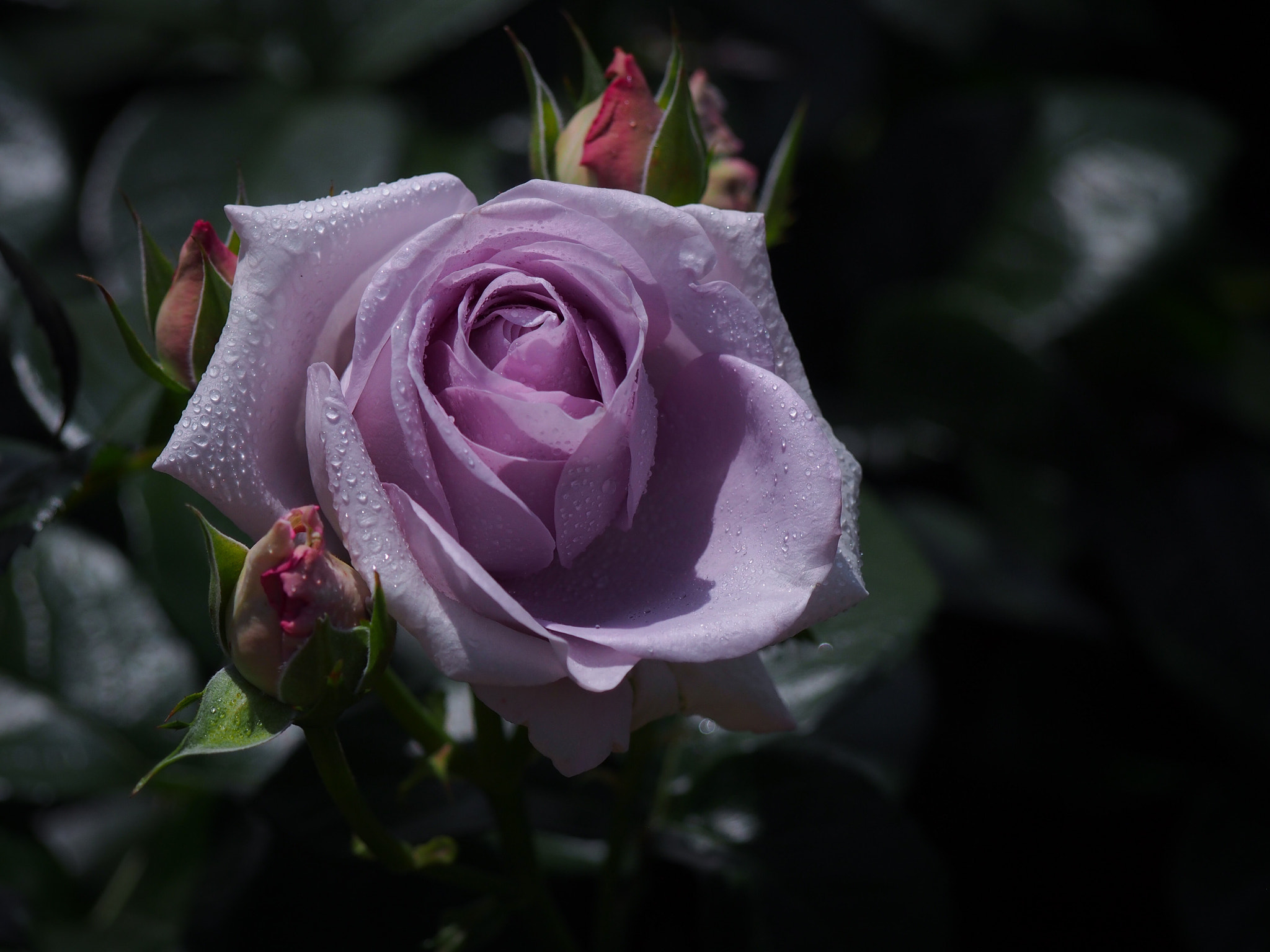 Olympus PEN E-PL5 sample photo. Morning dew on rose photography