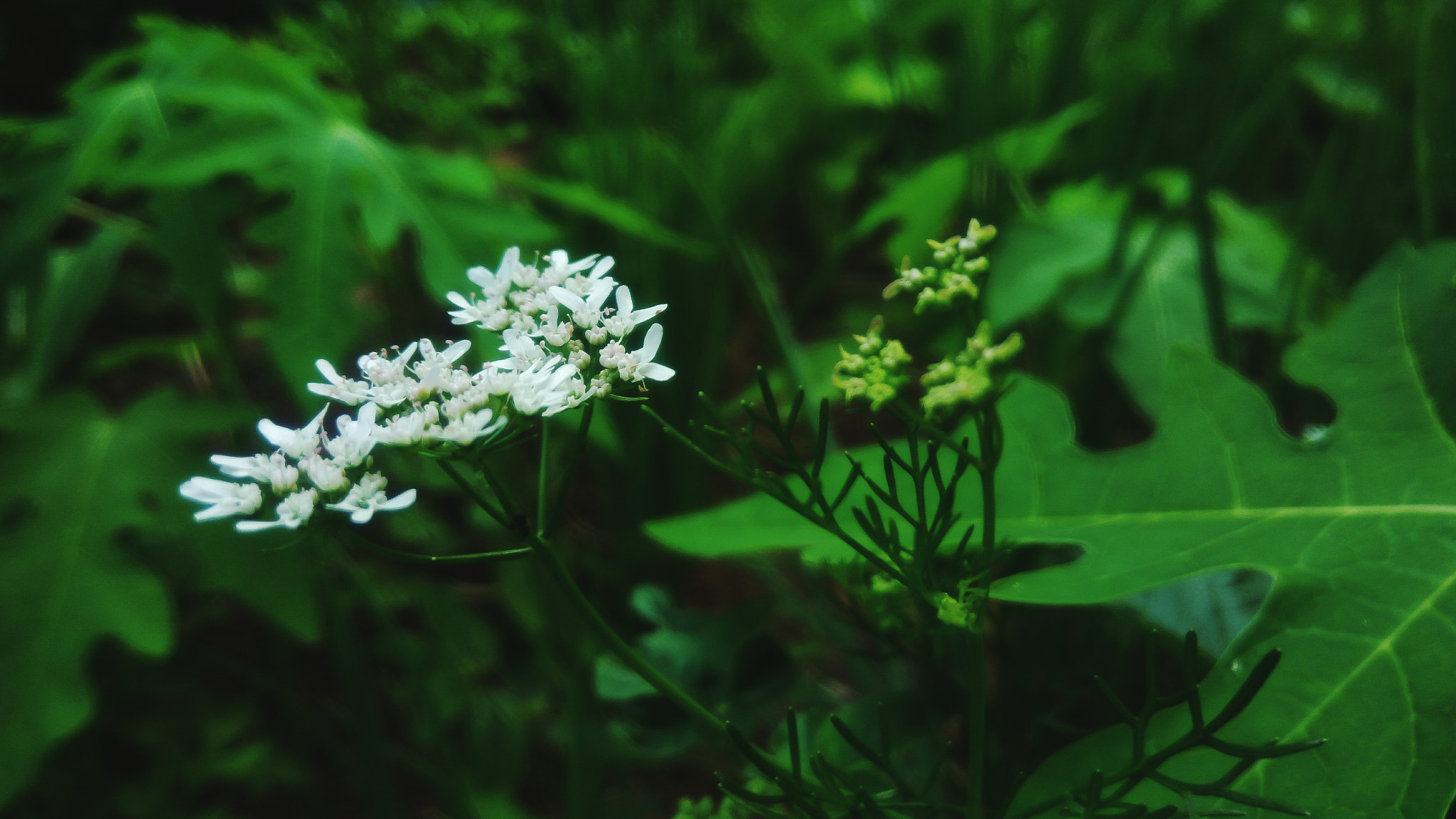 ASUS ZenFone 3 Max (ZC553KL) sample photo. Beautiful white flower photography