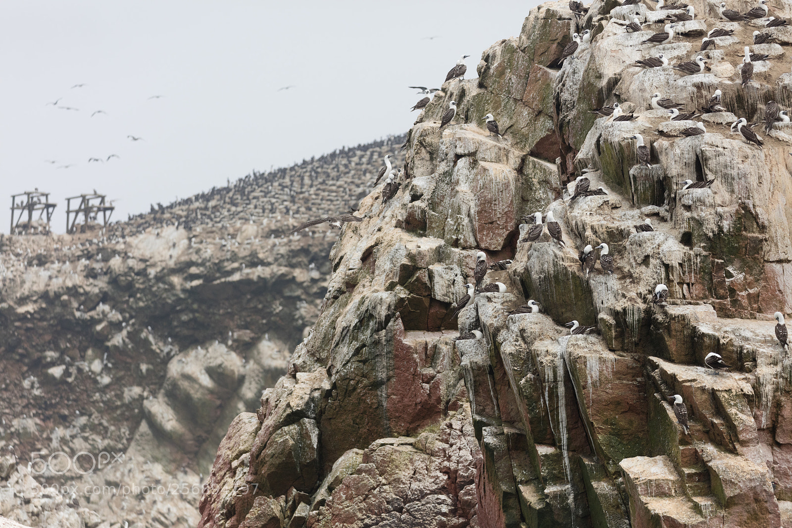 Canon EOS 5DS R sample photo. Ballestas islands, perù photography