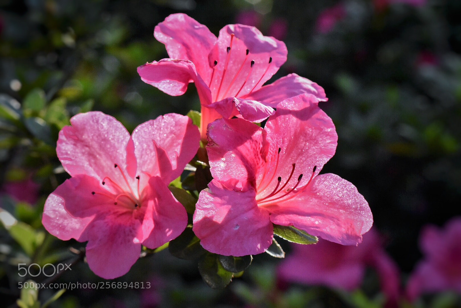 Nikon D5500 sample photo. Untitled photography