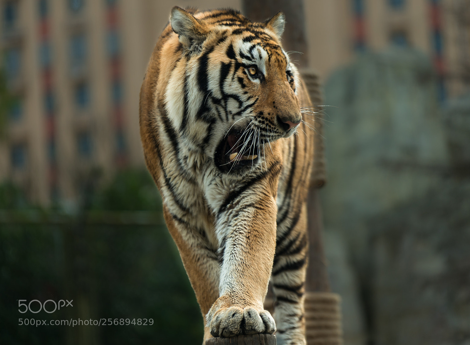 Sony a7 II sample photo. King photography