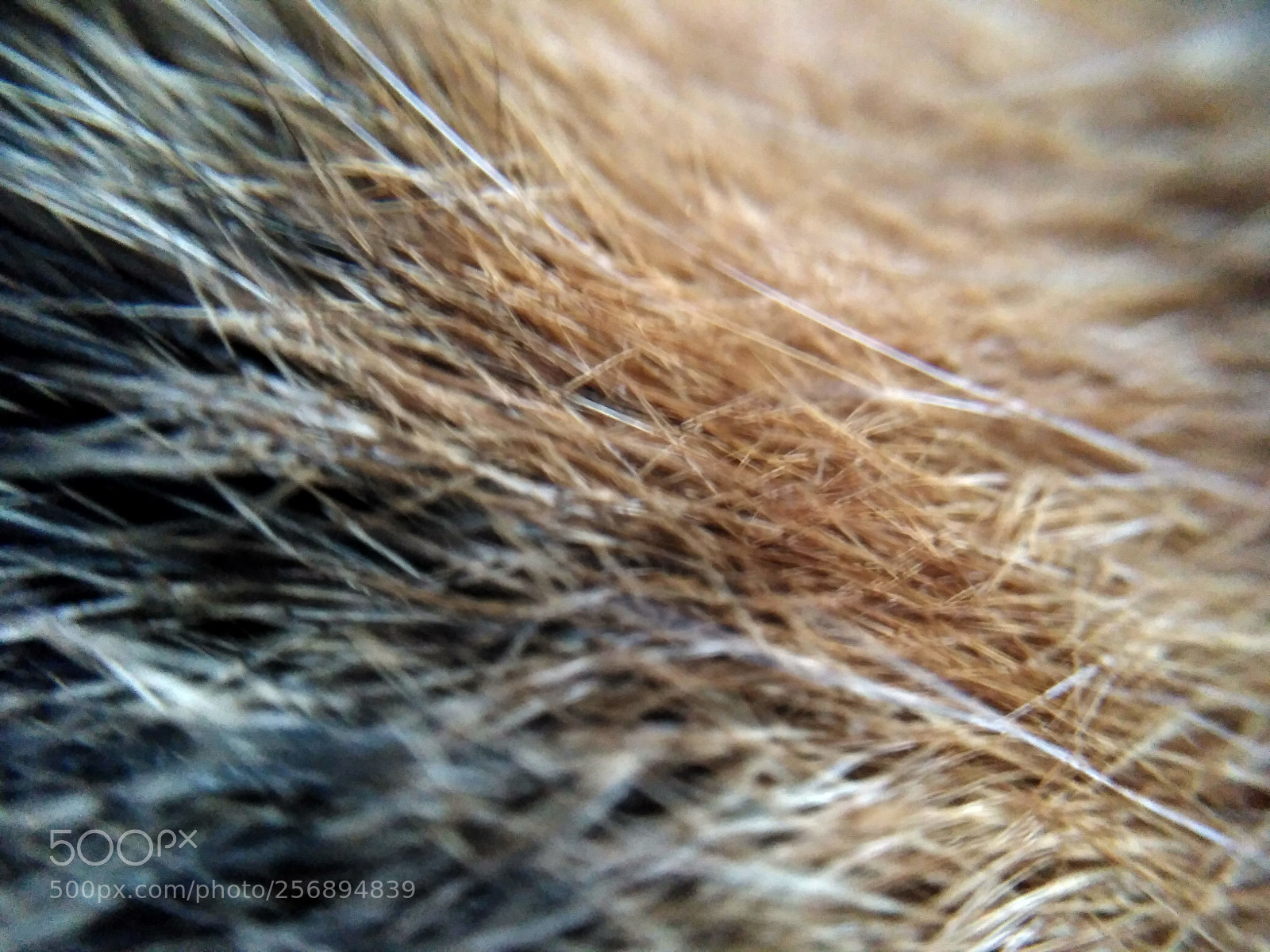 Xiaomi Redmi 4 Pro sample photo. Fur photography