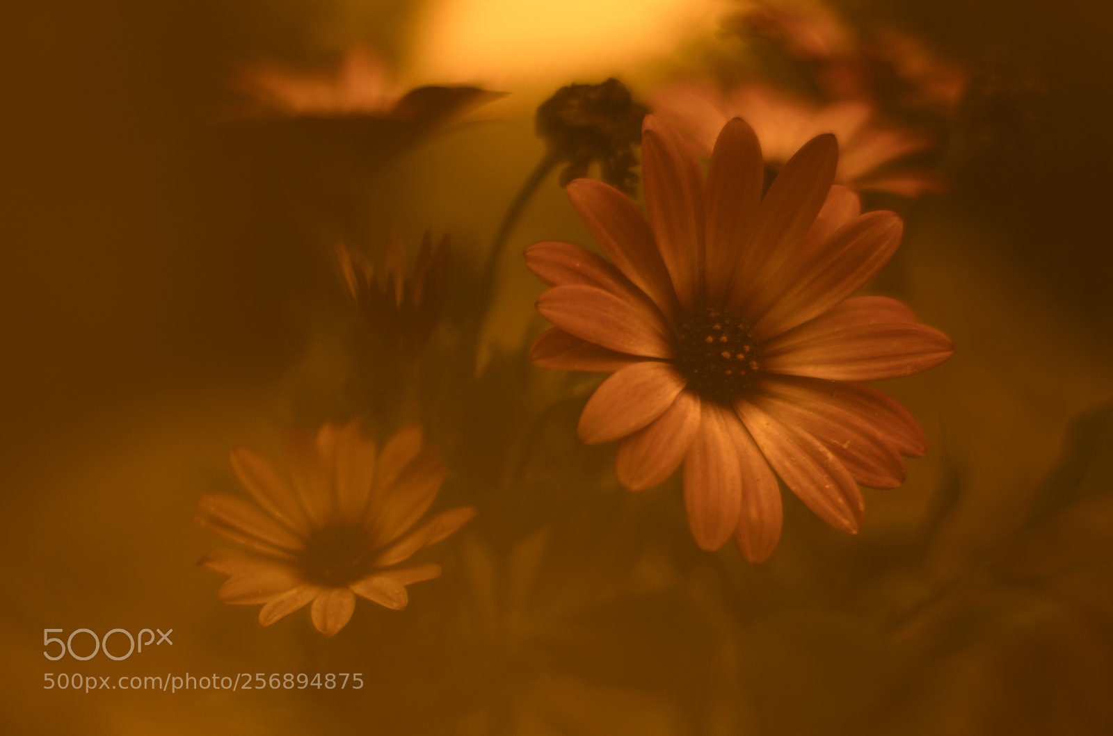 Pentax K-5 II sample photo. Candle light effect photography