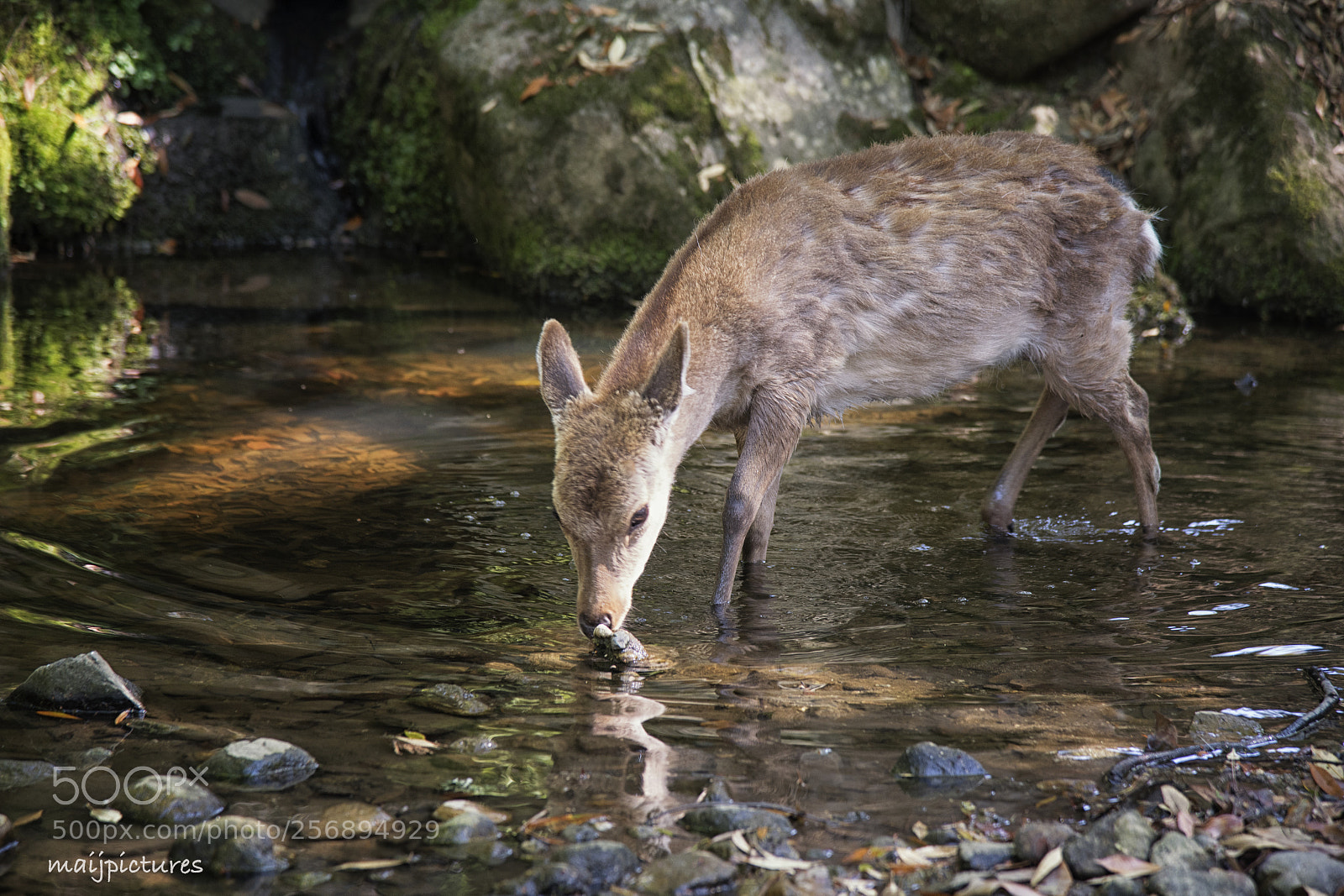 Nikon D750 sample photo. Drinking deer photography