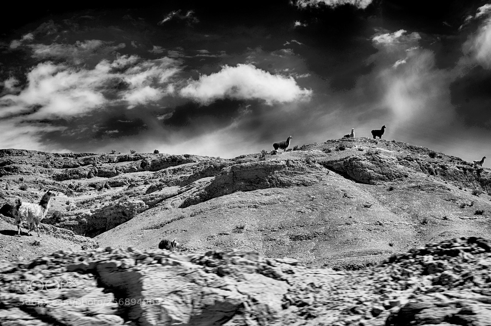Nikon D700 sample photo. Bolivie lamas photography