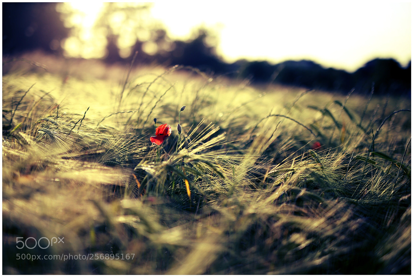 Canon EOS 6D sample photo. Untitled photography