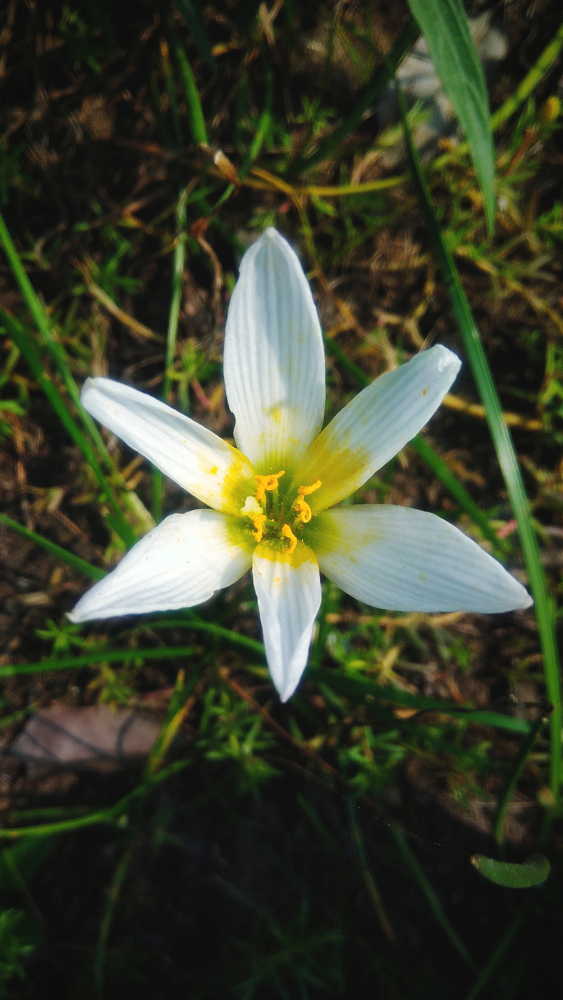 ASUS ZenFone 3 Max (ZC553KL) sample photo. Beautiful white flower photography