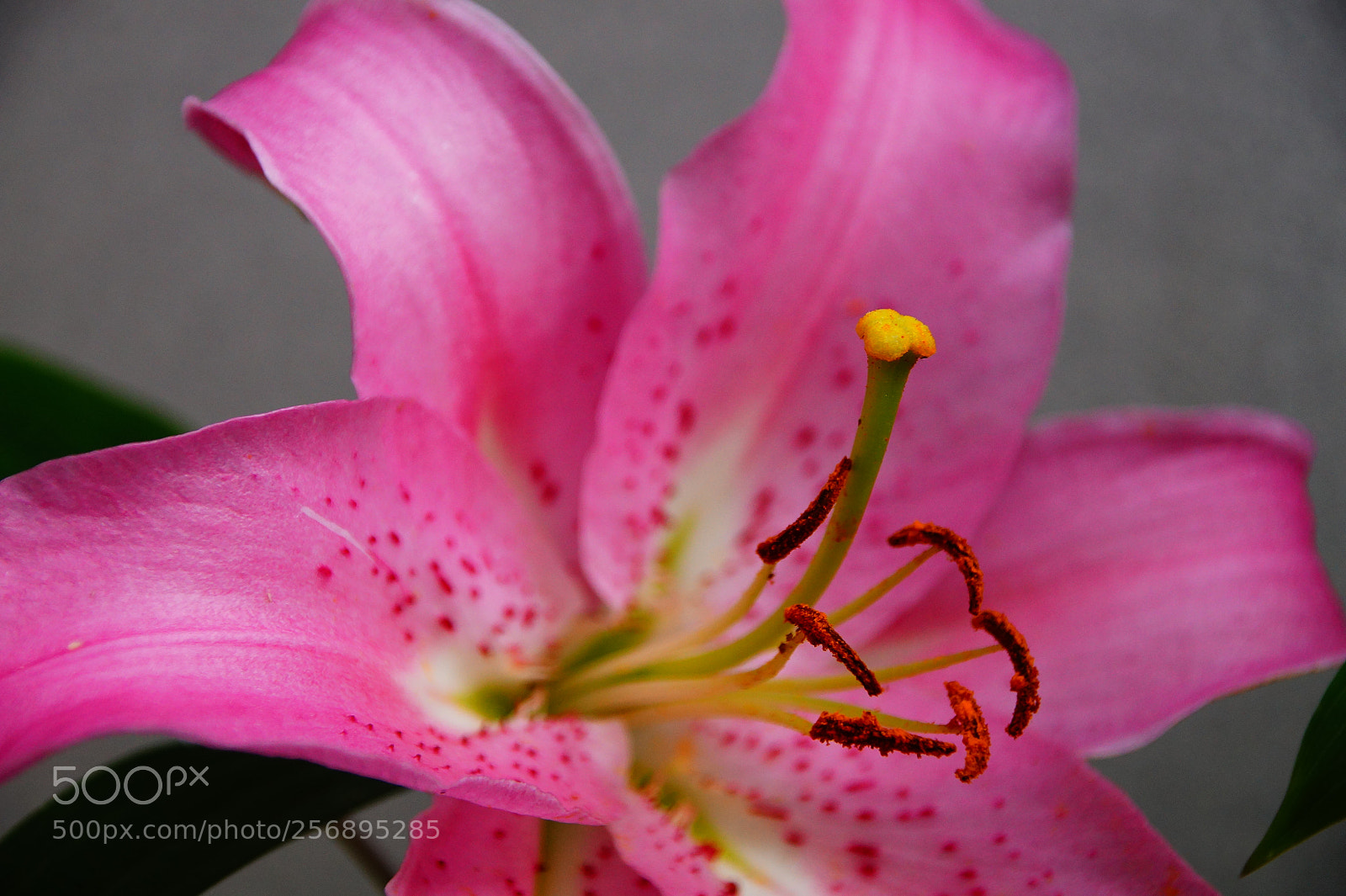Sony SLT-A58 sample photo. Flor photography