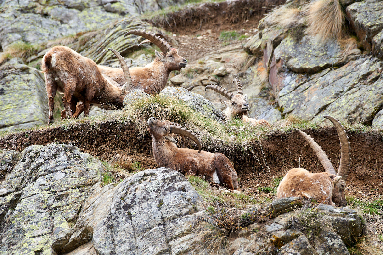 Nikon D3 sample photo. Capra ibex photography