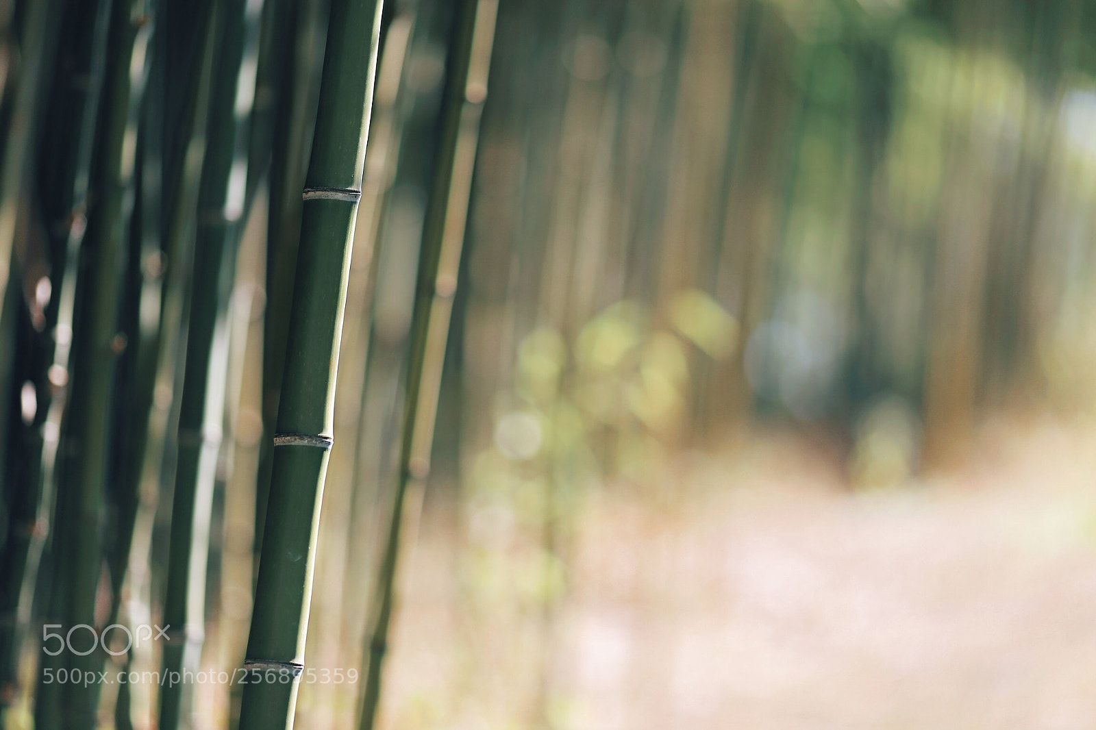 Canon EOS 6D sample photo. Untitled photography