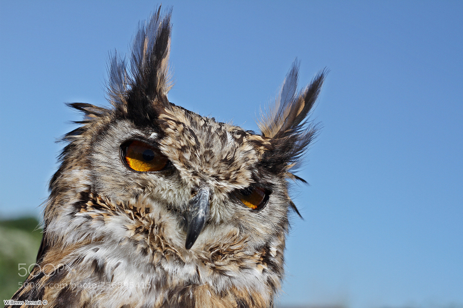 Canon EOS 7D + Canon EF 50mm F1.8 II sample photo. These eyes photography