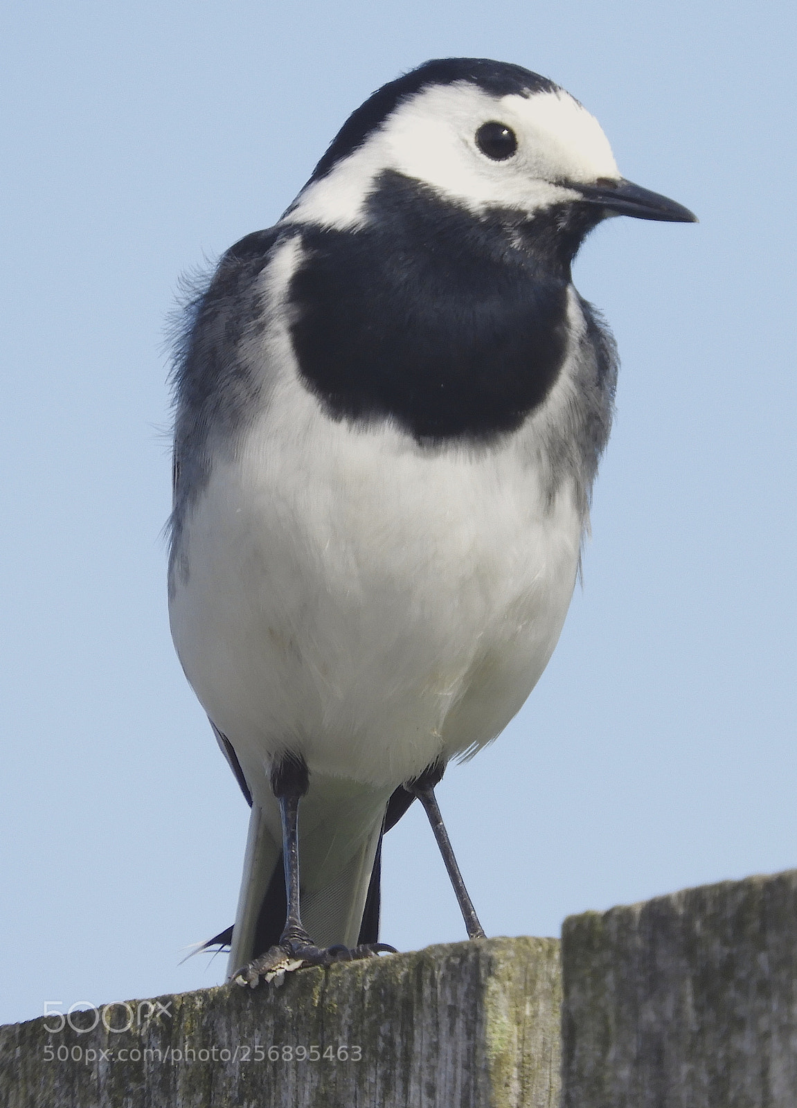 Nikon Coolpix B700 sample photo. Pied wagtail photography