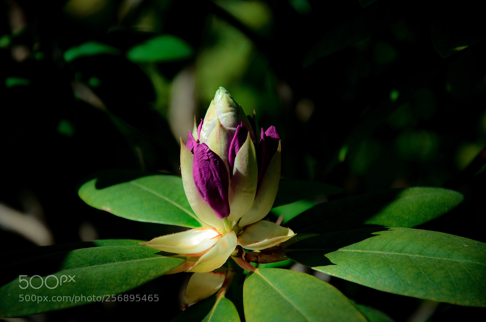 Nikon D7000 sample photo. Blossom * photography