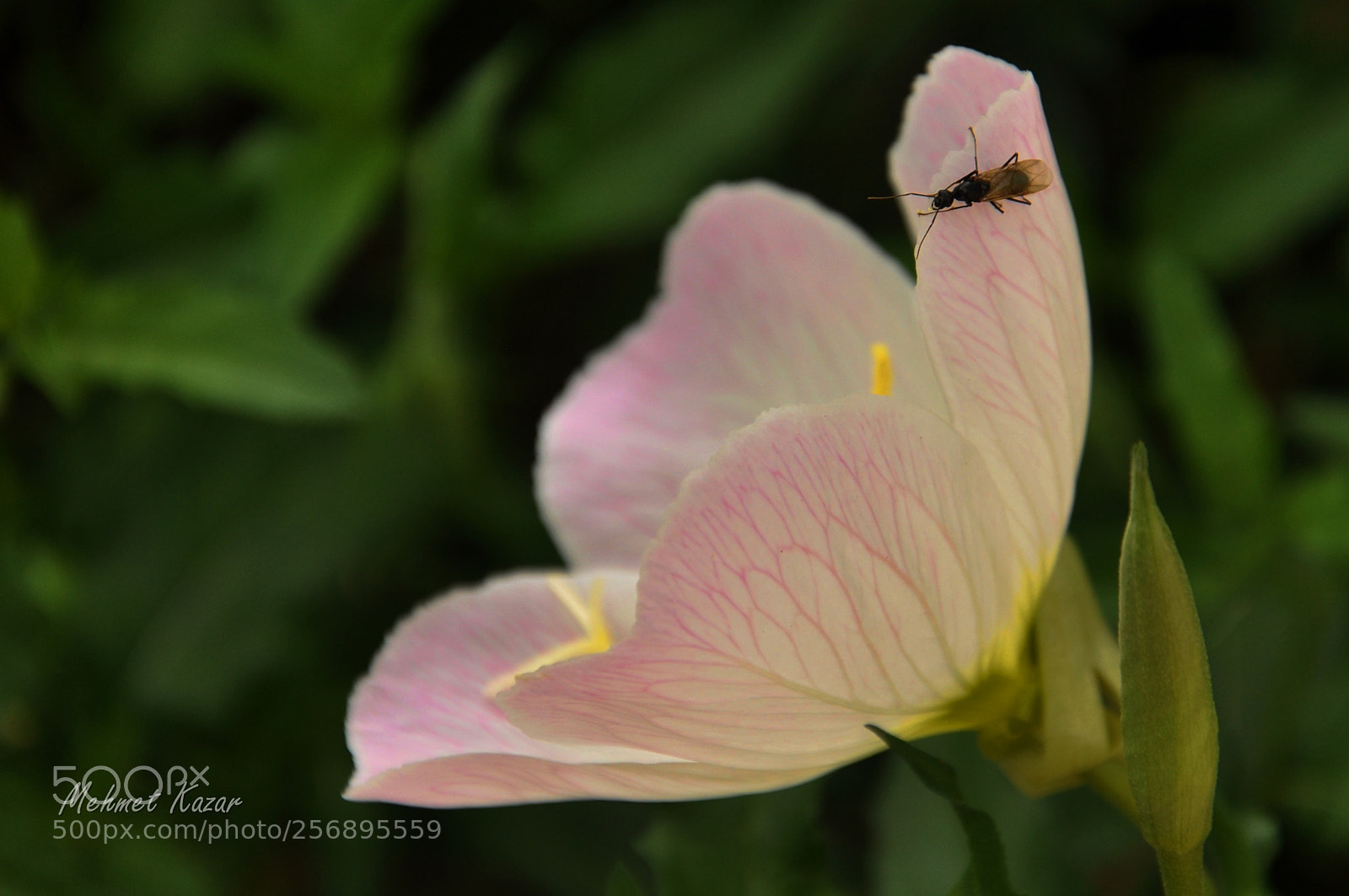 Nikon D90 sample photo. Untitled photography