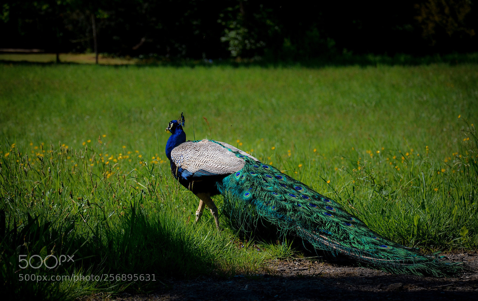 Nikon D7000 sample photo. Peacock** photography