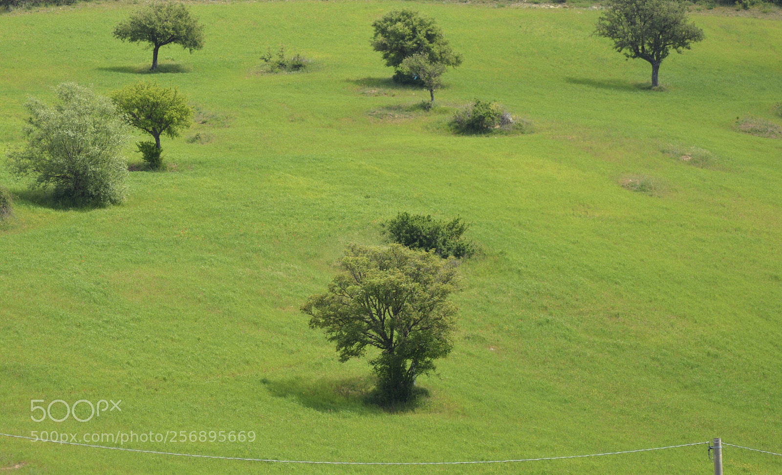 Nikon D5200 sample photo. Green  photography