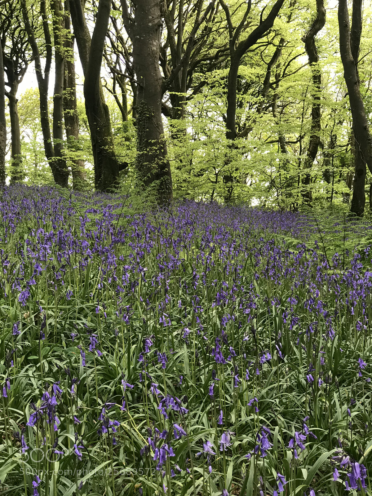 Apple iPhone 7 Plus sample photo. Bluebells  photography