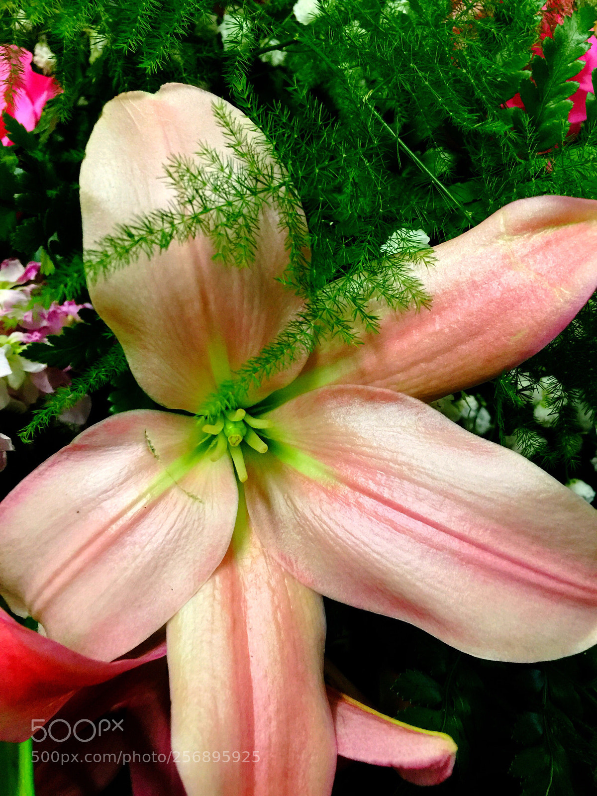 Apple iPhone 6 Plus sample photo. Today’s flower ?  photography