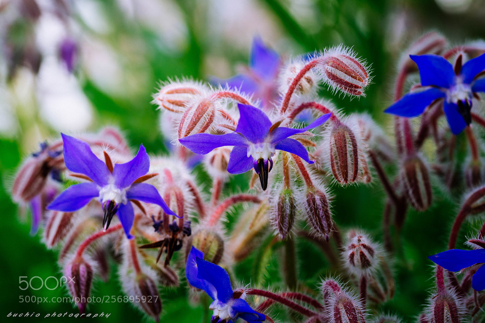 Olympus OM-D E-M1 Mark II sample photo. Borago officinalis photography