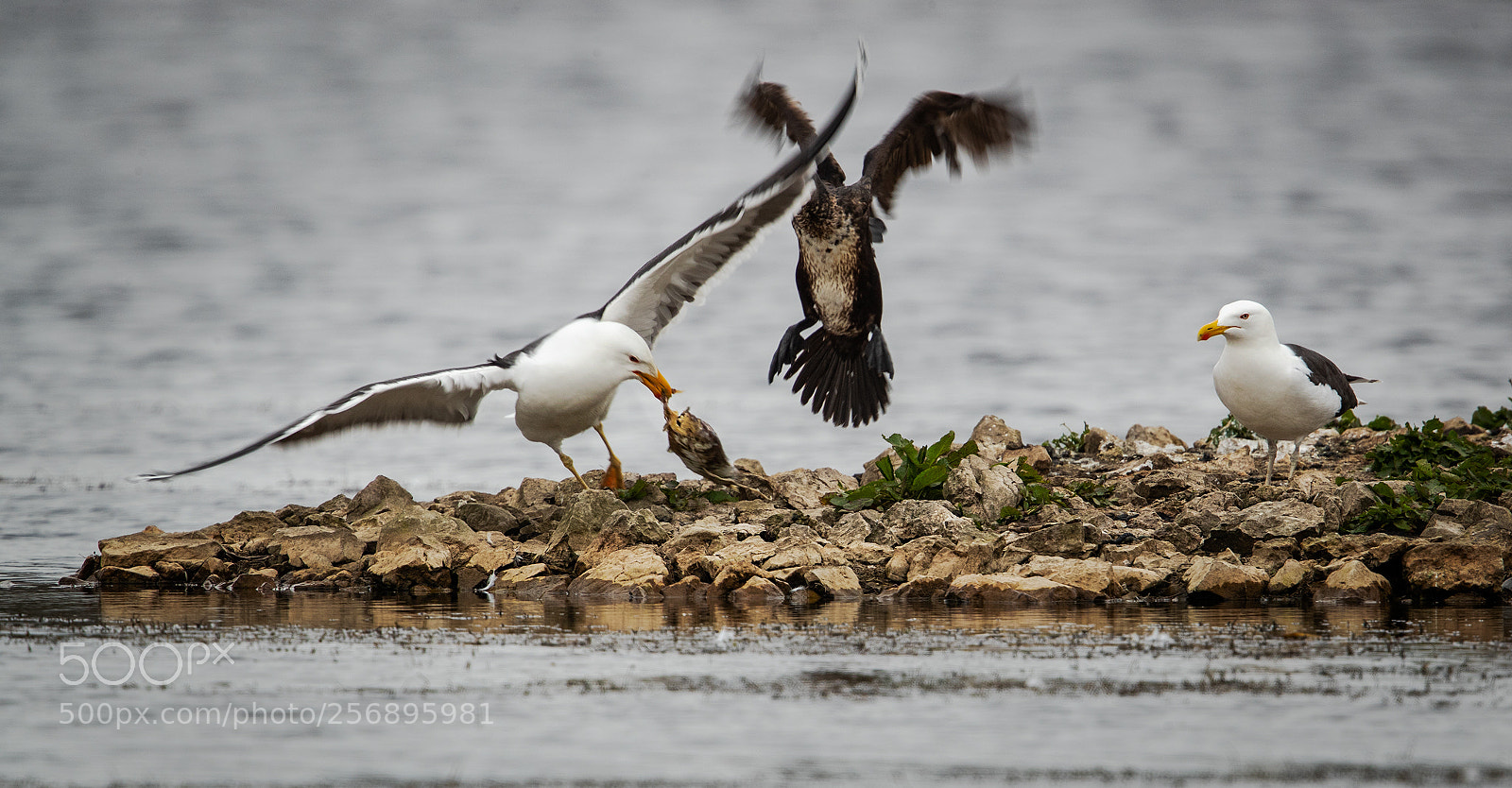 Canon EOS-1D X Mark II sample photo. Fighting over a fish photography