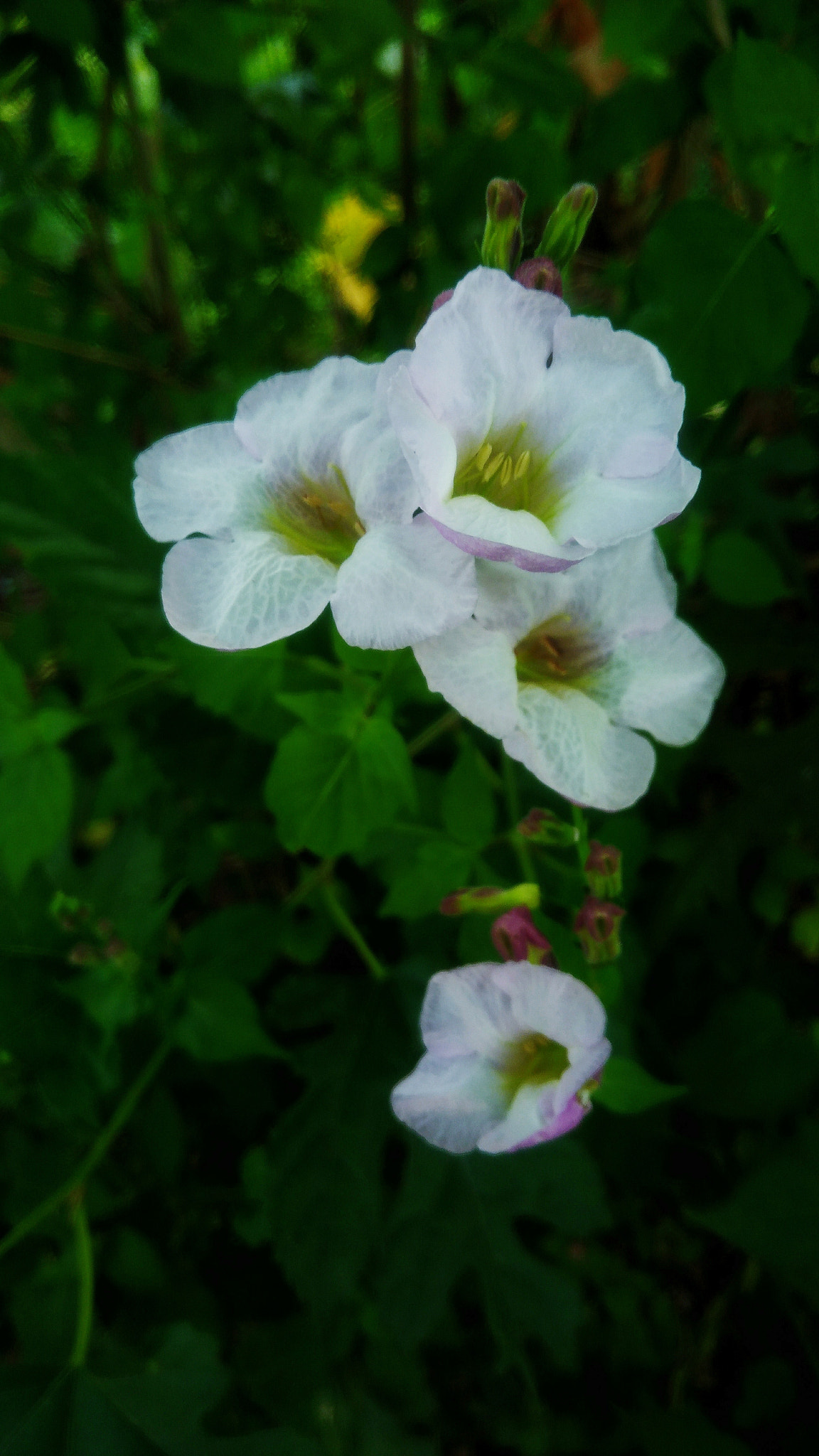 ASUS ZenFone 3 Max (ZC553KL) sample photo. Beautiful white flower photography