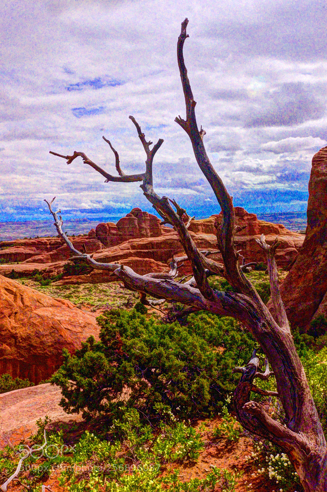 Nikon D610 sample photo. Desert tree photography