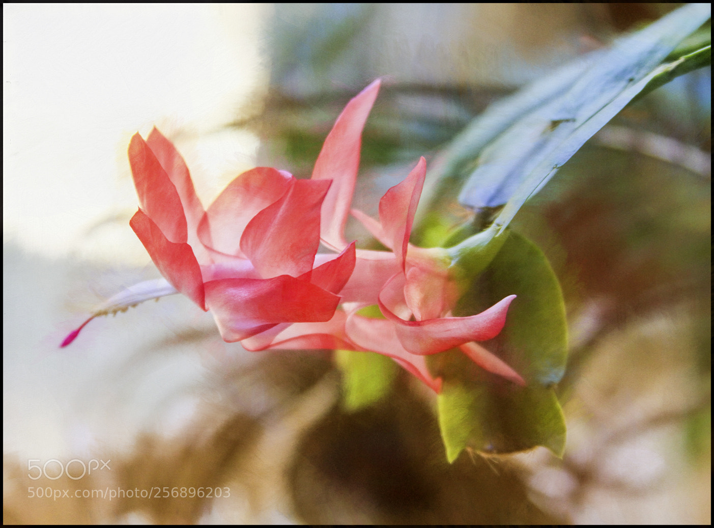 Canon EOS 7D sample photo. Awakening beauty photography