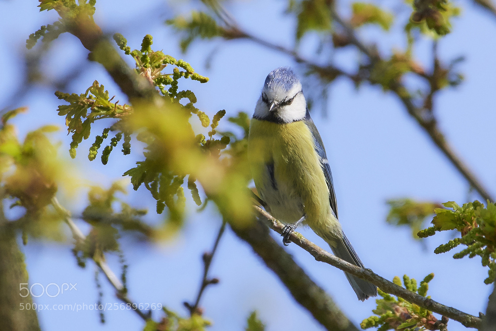 Nikon D500 sample photo. Bluehairbirdie photography
