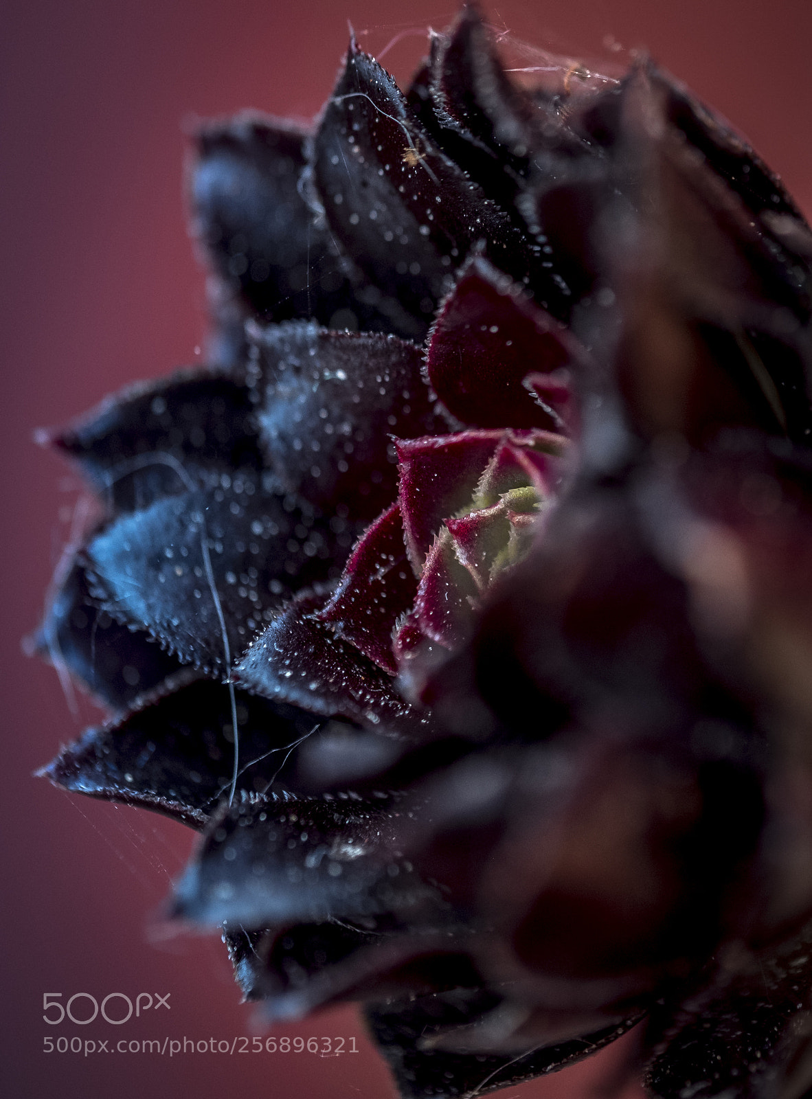 Fujifilm X-T2 sample photo. Spiky one photography