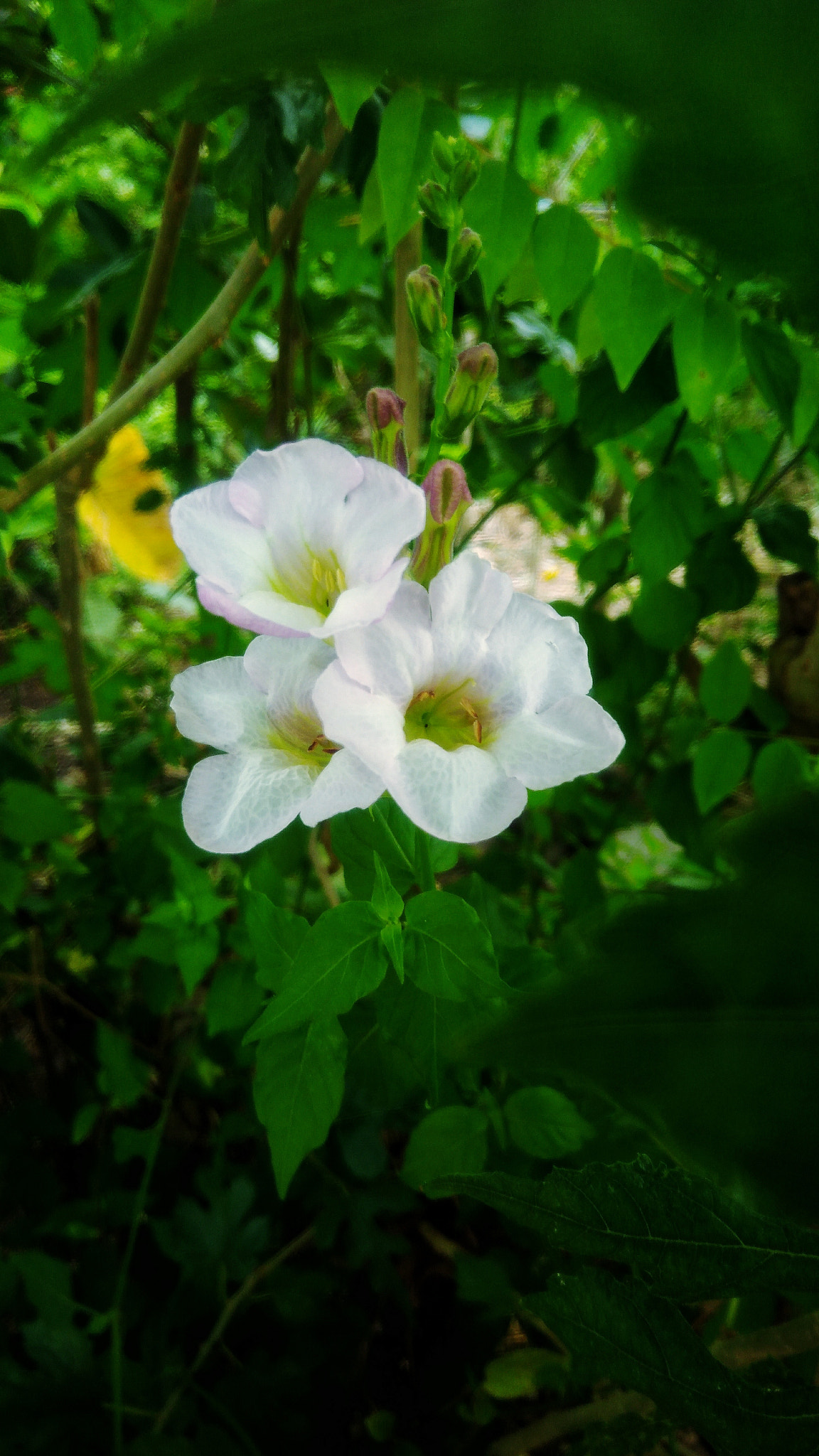 ASUS ZenFone 3 Max (ZC553KL) sample photo. Beautiful white flower photography