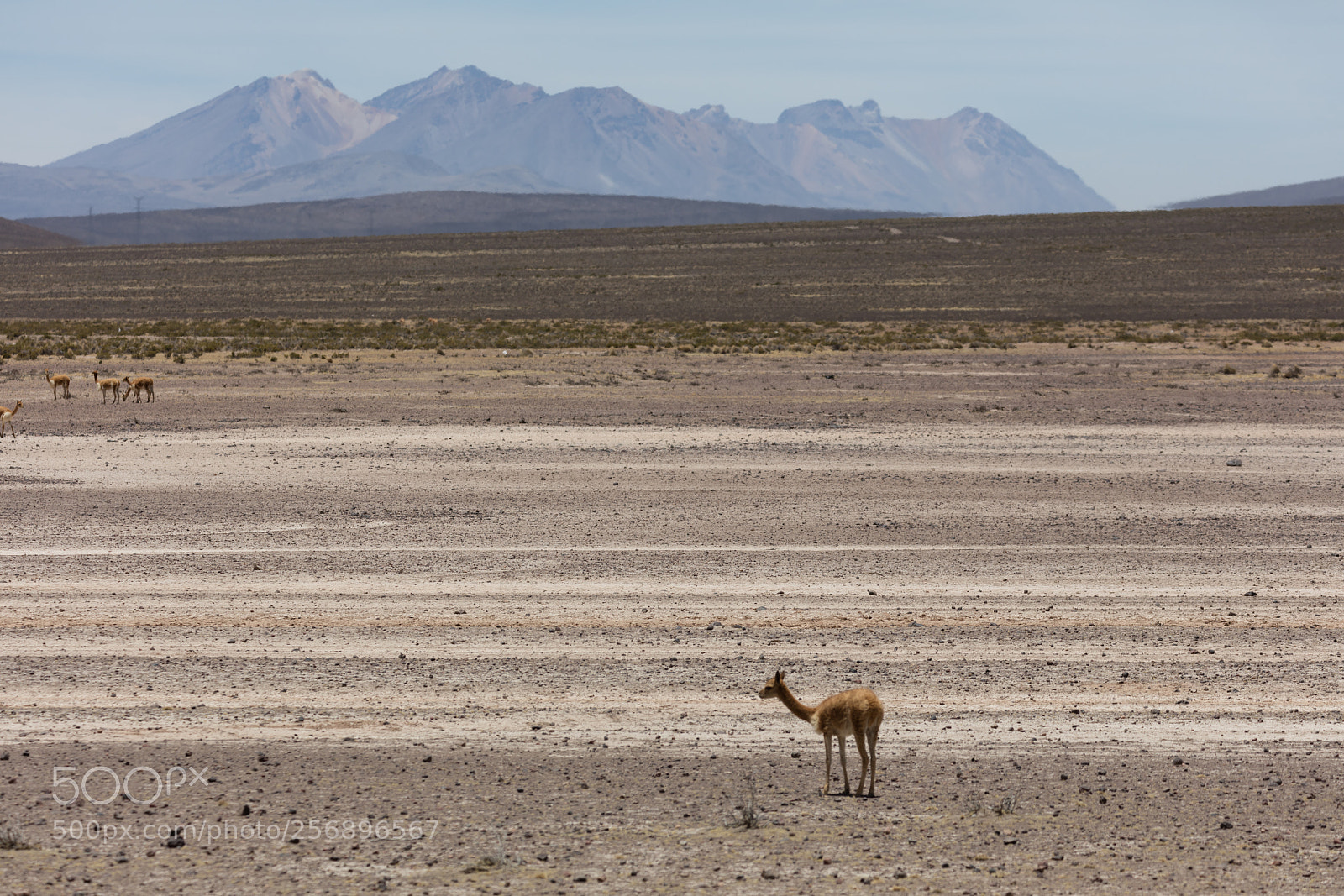 Canon EOS 5DS R sample photo. Lama vikunja (vicugna vicugna) photography