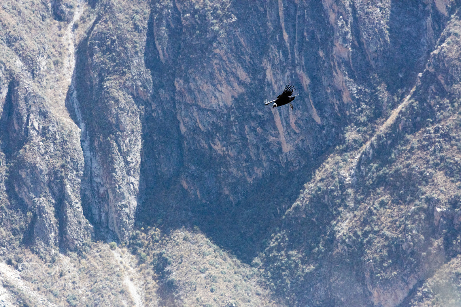 Canon EOS 5DS R sample photo. Condor flying  in peru photography