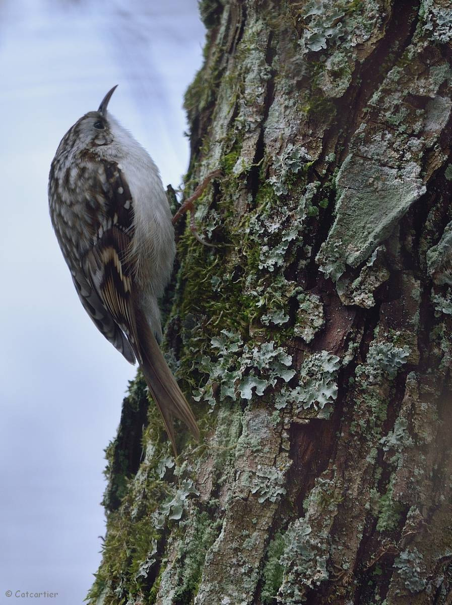 Nikon D7100 + Nikon Nikkor AF-S 300mm F4E PF ED VR sample photo. A mi-chemin ... photography