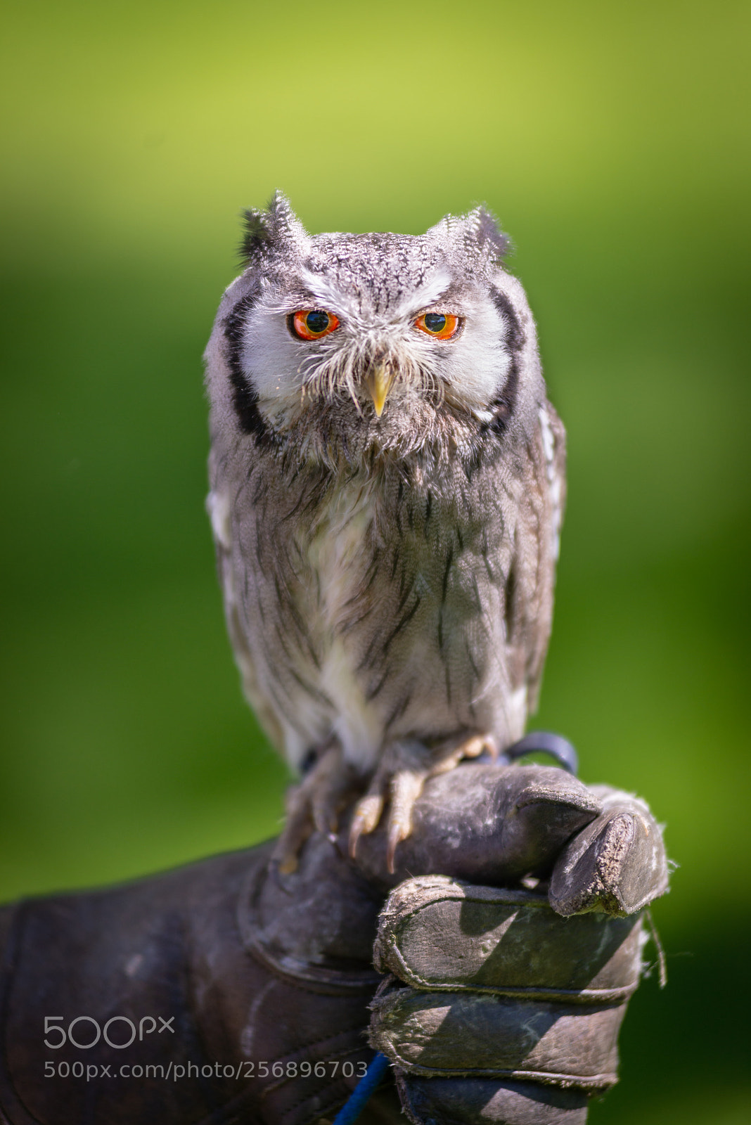 Nikon D610 sample photo. Northern white-faced owl photography