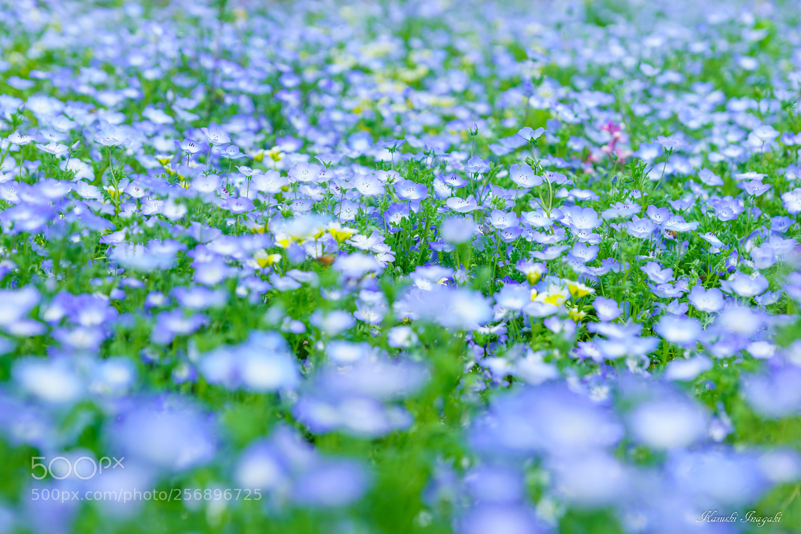 Sony SLT-A99V sample photo. Nemophila photography