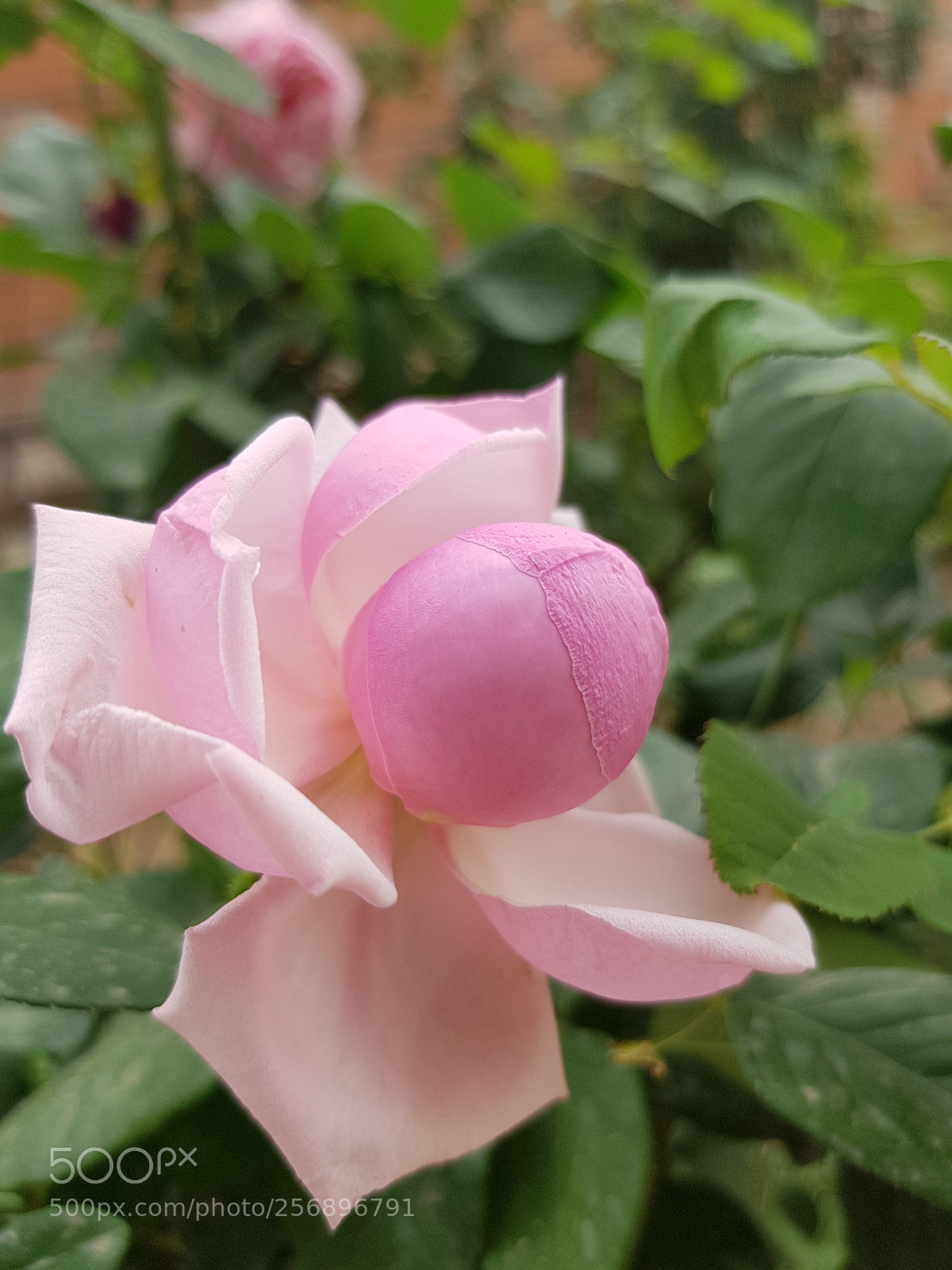 Samsung Galaxy S8+ sample photo. Untitled photography