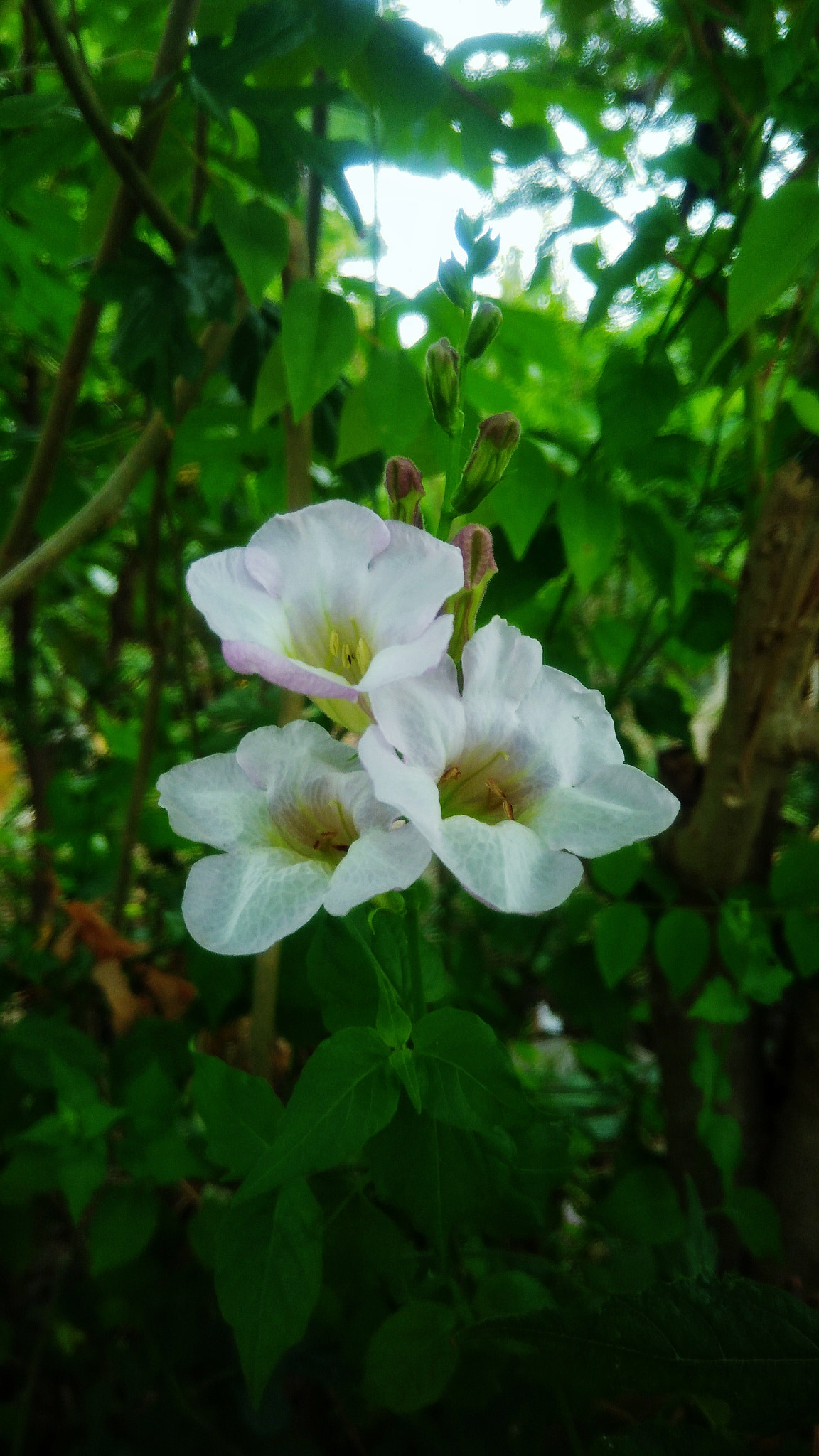 ASUS ZenFone 3 Max (ZC553KL) sample photo. Beautiful white flower photography