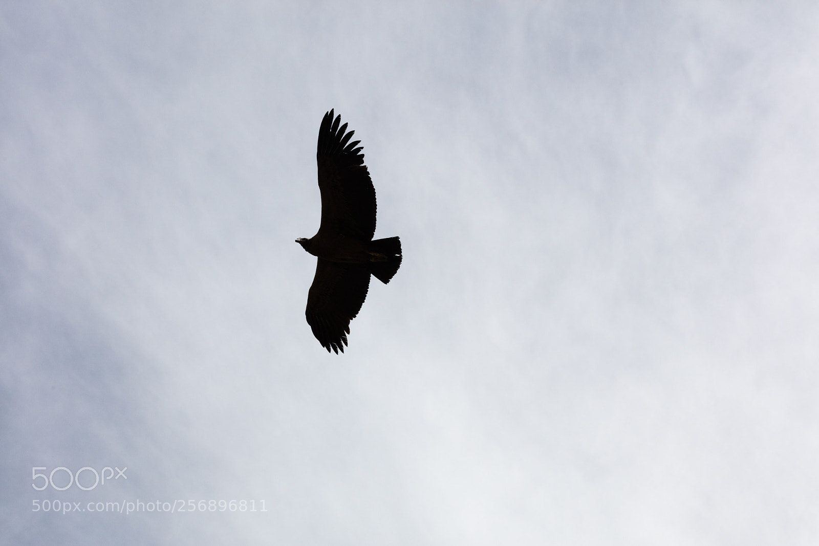 Canon EOS 5DS R sample photo. Condor flying  in peru photography