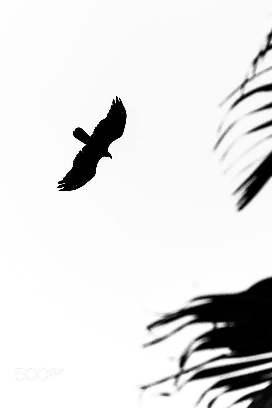 Nikon D7100 sample photo. Silhouette bird photography
