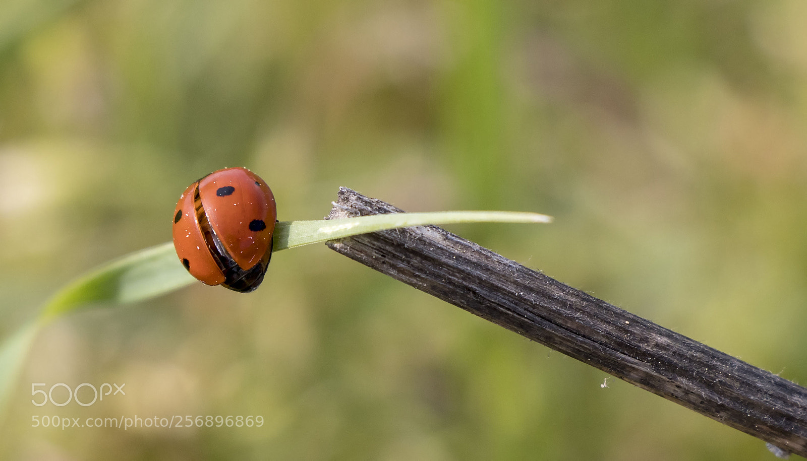 Canon EOS 77D (EOS 9000D / EOS 770D) sample photo. Ladybug photography