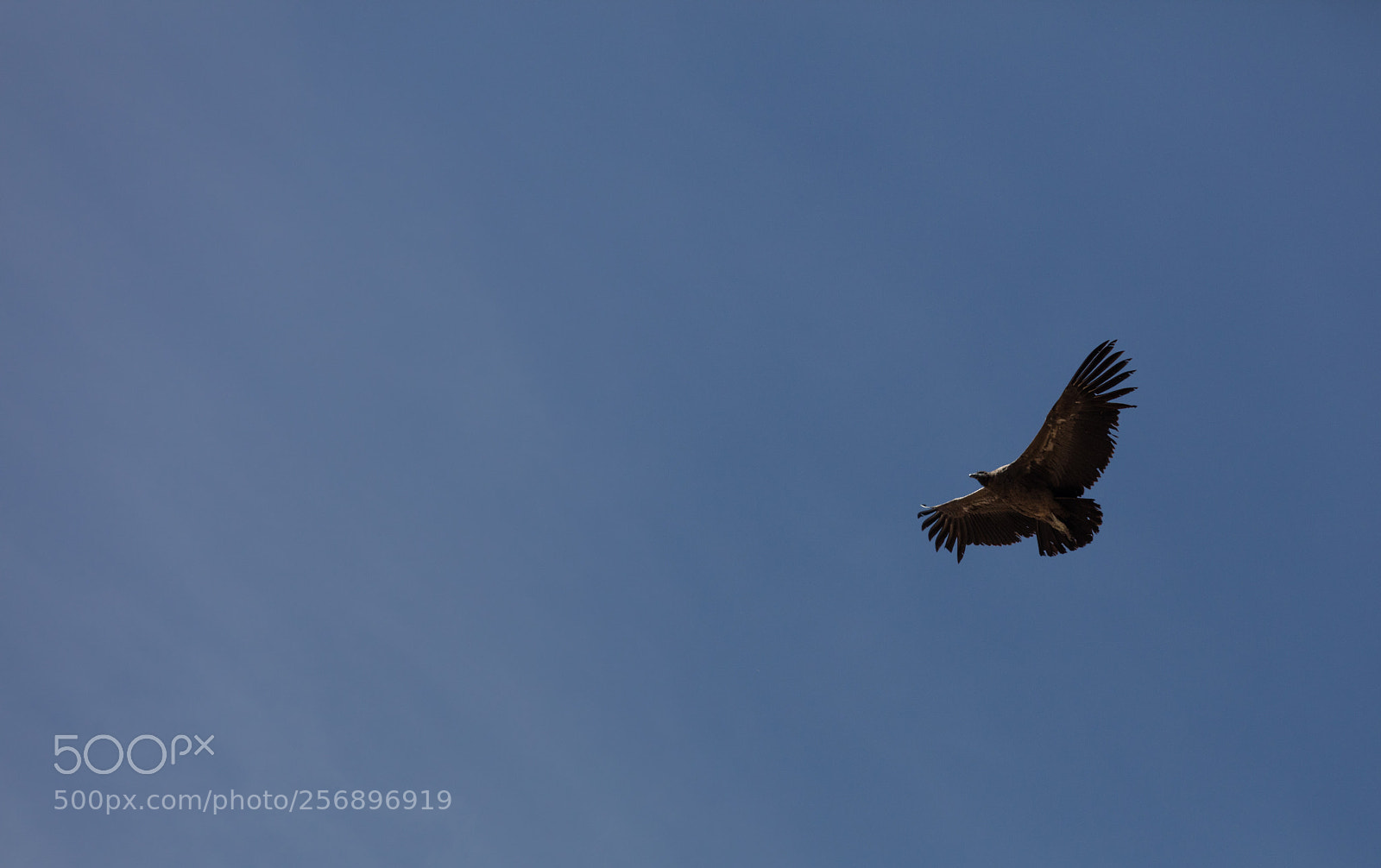 Canon EOS 5DS R sample photo. Condor flying  in peru photography