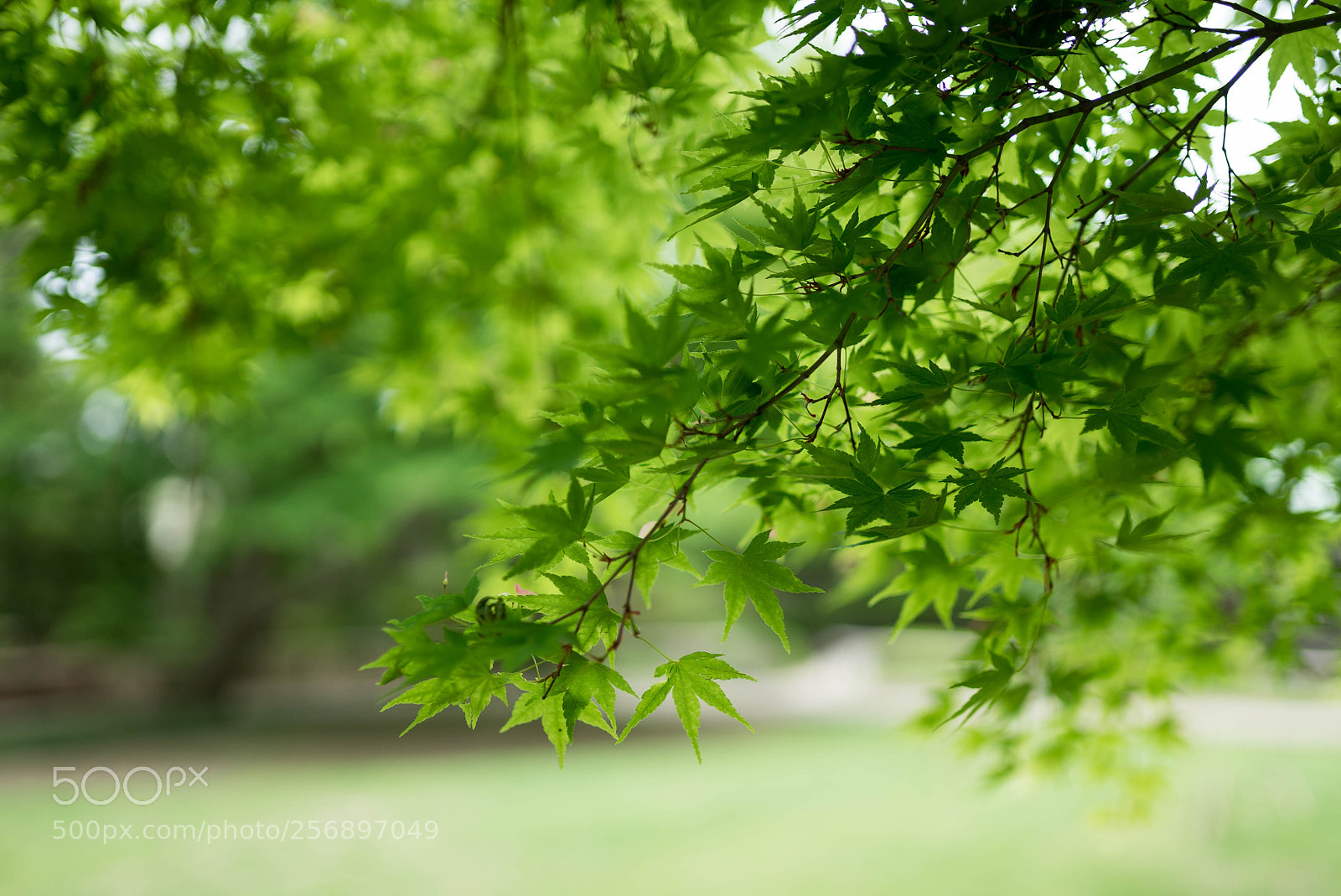 Sony a7S sample photo. Dsc photography