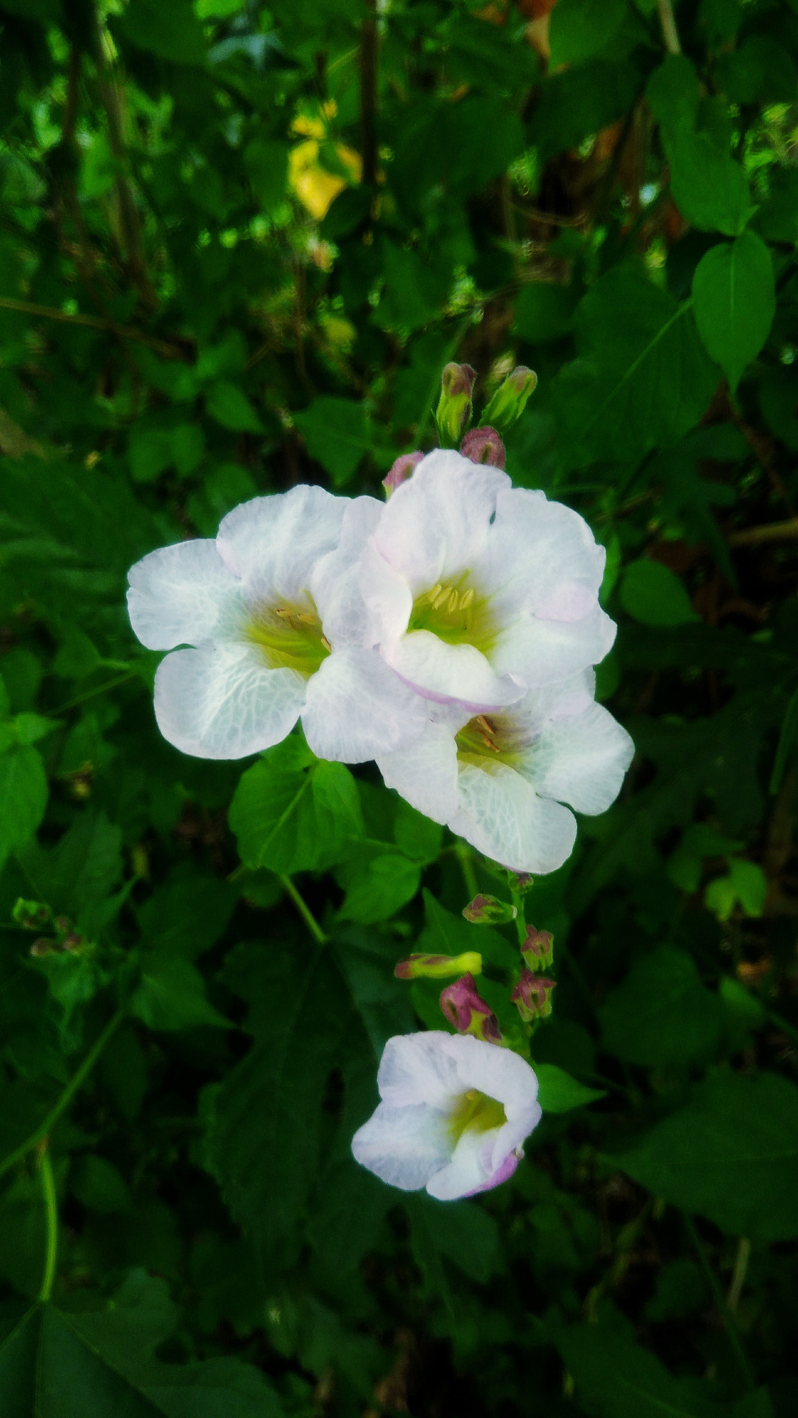 ASUS ZenFone 3 Max (ZC553KL) sample photo. Beautiful white flower photography